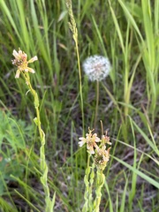 Arabis sagittata borealis