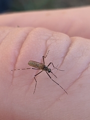 Aedes epactius