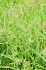 Scirpus sylvaticus