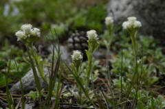 Antennaria caucasica