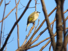 Pycnonotus sinensis