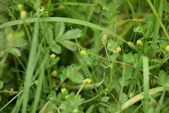 Medicago lupulina