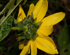 Aldama latibracteata