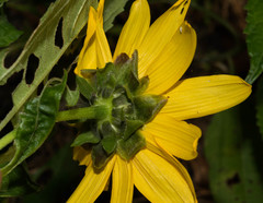 Aldama latibracteata