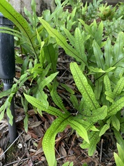 Microsorum pustulatum