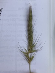 Hordeum secalinum