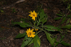 Aldama latibracteata
