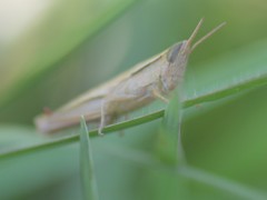 Aptenopedes sphenarioides