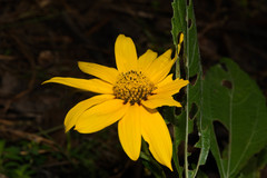 Aldama latibracteata