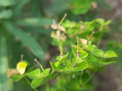 Euphorbia iberica