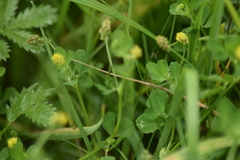 Medicago lupulina