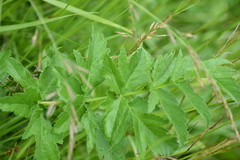 Pastinaca sativa