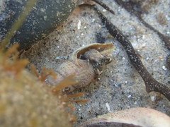 Ophiodermella inermis