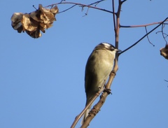 Pycnonotus sinensis