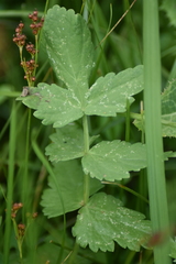 Pimpinella saxifraga