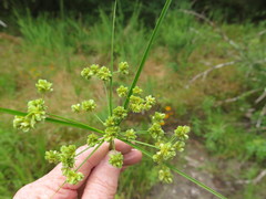 Cyperus pseudovegetus