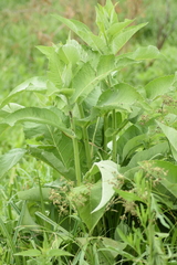 Inula helenium