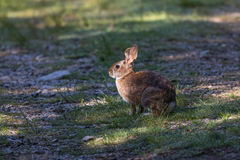 Sylvilagus transitionalis