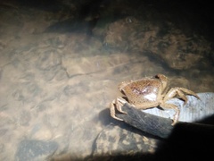 Parathelphusa convexa