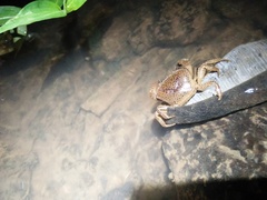 Parathelphusa convexa