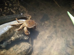 Parathelphusa convexa