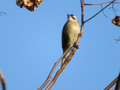 Pycnonotus sinensis