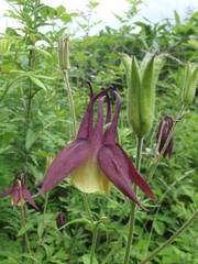 Aquilegia oxysepala