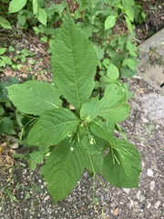 Impatiens parviflora