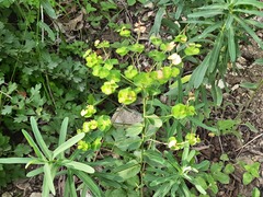 Euphorbia iberica