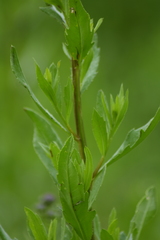 Cirsium arvense