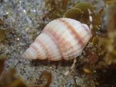 Nassarius perpinguis