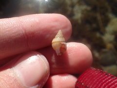 Nassarius perpinguis