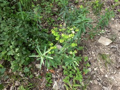 Euphorbia iberica