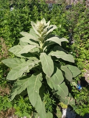 Verbascum thapsus