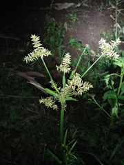 Cyperus cyperoides