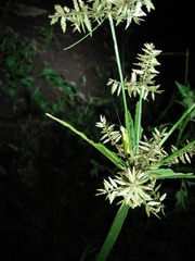 Cyperus cyperoides