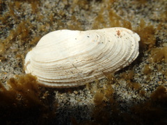 Petricola californiensis image