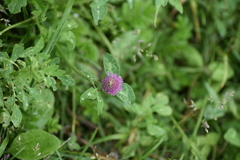 Trifolium pratense