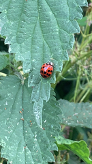 Harmonia axyridis