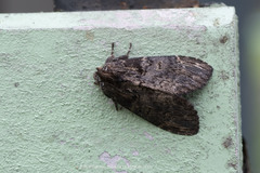 Semidonta nigribasis