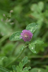 Trifolium pratense