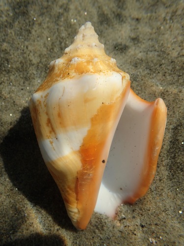 Eastern Pacific fighting conch