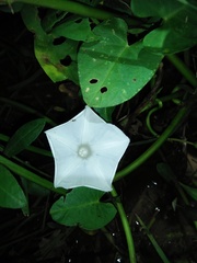 Ipomoea aquatica