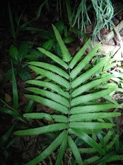 Amblovenatum terminans