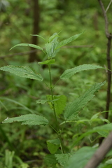 Urtica dioica