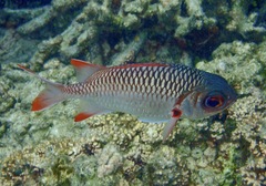 Myripristis violacea