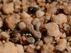 Frithia pulchra