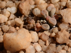 Frithia pulchra