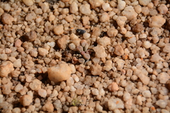 Frithia pulchra