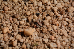 Frithia pulchra